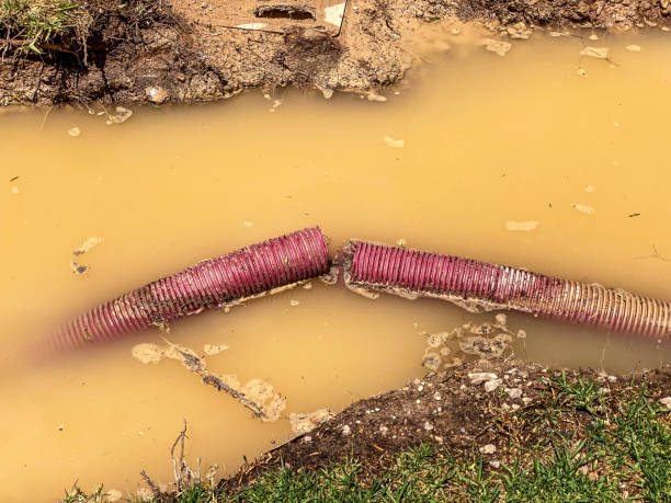 Best Carpet water damage restoration  in Winthrop, IA